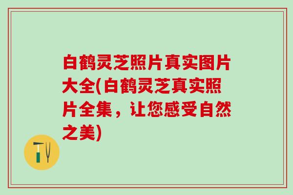 白鹤灵芝照片真实图片大全(白鹤灵芝真实照片全集，让您感受自然之美)