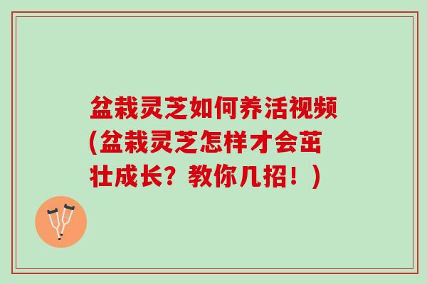 盆栽灵芝如何养活视频(盆栽灵芝怎样才会茁壮成长？教你几招！)