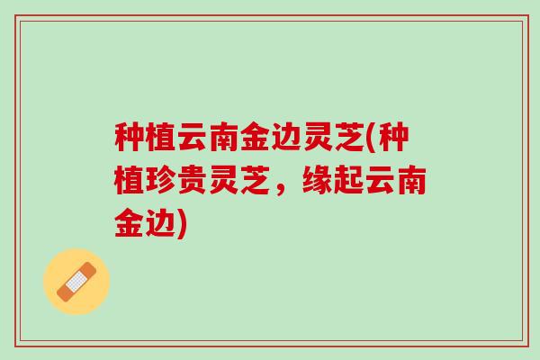 种植云南金边灵芝(种植珍贵灵芝,缘起云南金边) 种植云南金边灵芝(种植珍贵灵芝,缘起云南金边)