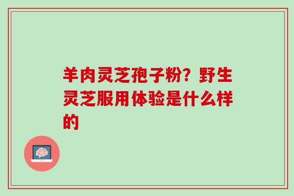 羊肉灵芝孢子粉？野生灵芝服用体验是什么样的