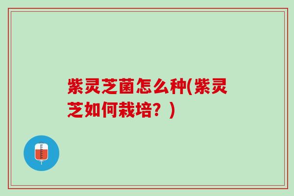 紫灵芝菌怎么种(紫灵芝如何栽培?) 紫灵芝菌怎么种(紫灵芝如何栽培?)