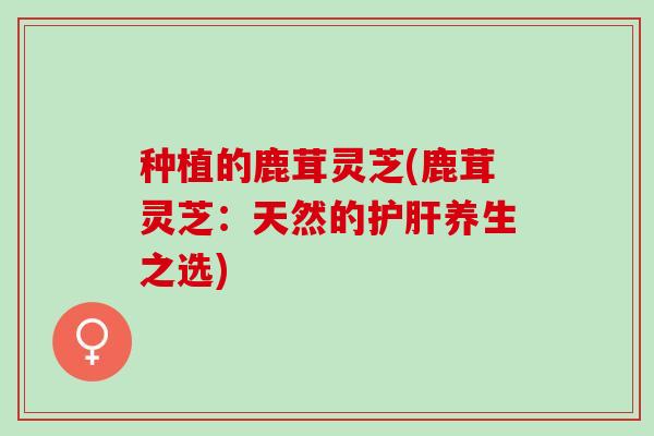 种植的鹿茸灵芝(鹿茸灵芝：天然的护肝养生之选)