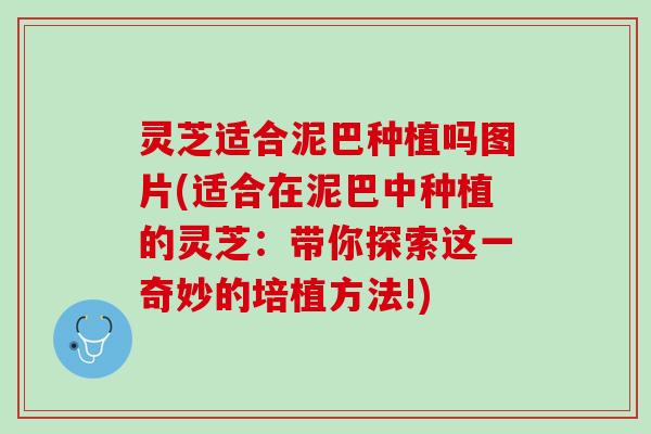 灵芝适合泥巴种植吗图片(适合在泥巴中种植的灵芝:带你探索这一奇妙的培植方法!) 灵芝适合泥巴种植吗图片(适合在泥巴中种植的灵芝:带你探索这一奇妙的培植方法!)