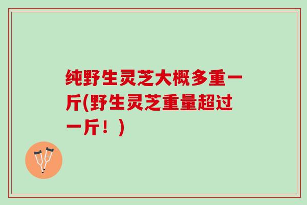 纯野生灵芝大概多重一斤(野生灵芝重量超过一斤!) 纯野生灵芝大概多重一斤(野生灵芝重量超过一斤!)