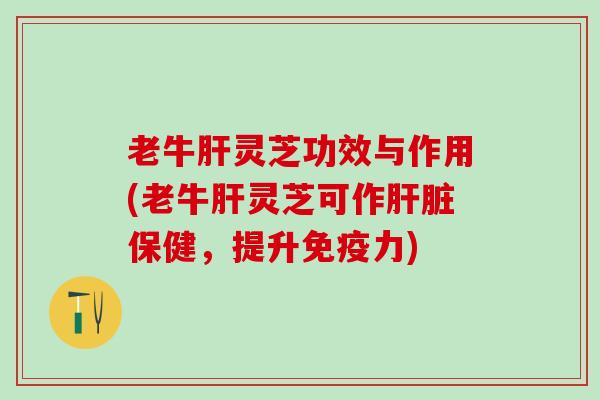 老牛肝灵芝功效与作用(老牛肝灵芝可作肝脏保健，提升免疫力)