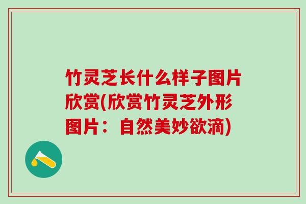 竹灵芝长什么样子图片欣赏(欣赏竹灵芝外形图片:自然美妙欲滴) 竹灵芝长什么样子图片欣赏(欣赏竹灵芝外形图片:自然美妙欲滴)