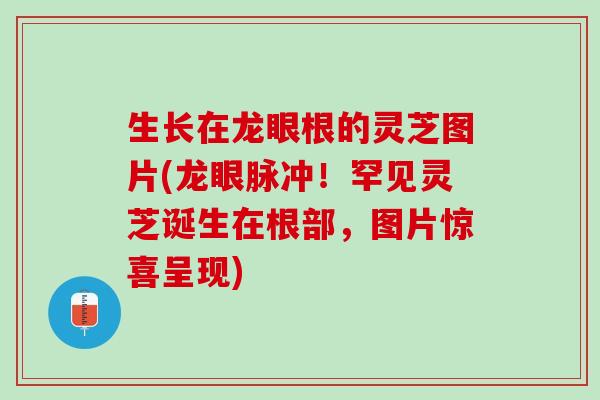生长在龙眼根的灵芝图片(龙眼脉冲！罕见灵芝诞生在根部，图片惊喜呈现)