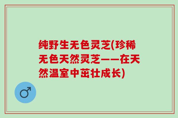 纯野生无色灵芝(珍稀无色天然灵芝——在天然温室中茁壮成长)