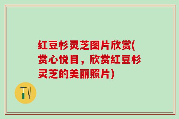 红豆杉灵芝图片欣赏(赏心悦目,欣赏红豆杉灵芝的美丽照片) 红豆杉灵芝图片欣赏(赏心悦目,欣赏红豆杉灵芝的美丽照片)