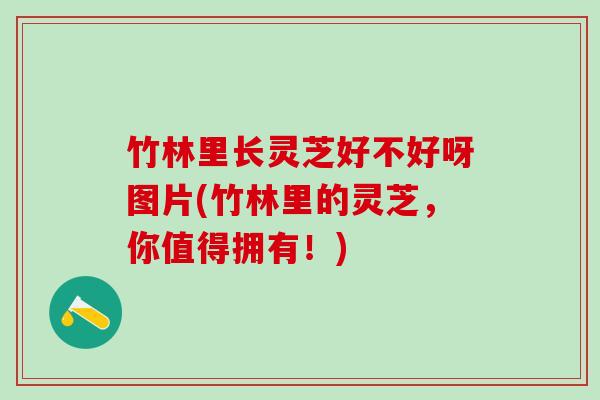 竹林里长灵芝好不好呀图片(竹林里的灵芝，你值得拥有！)