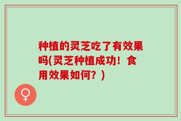 种植的灵芝吃了有效果吗(灵芝种植成功！食用效果如何？)