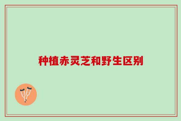 种植赤灵芝和野生区别