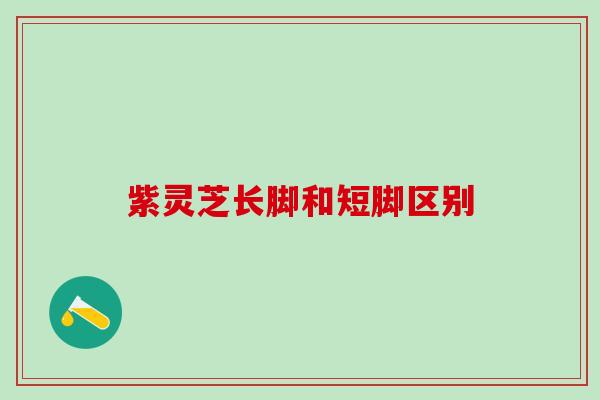 紫灵芝长脚和短脚区别