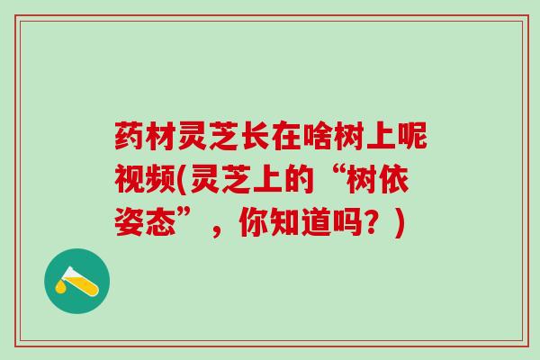 药材灵芝长在啥树上呢视频(灵芝上的“树依姿态”，你知道吗？)