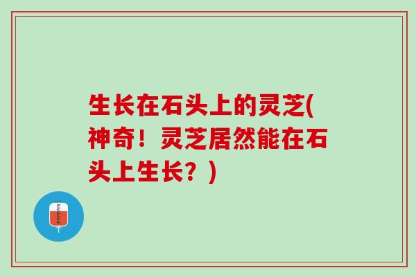 生长在石头上的灵芝(神奇！灵芝居然能在石头上生长？)