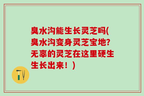 臭水沟能生长灵芝吗(臭水沟变身灵芝宝地?无辜的灵芝在这里硬生生长出来!) 臭水沟能生长灵芝吗(臭水沟变身灵芝宝地?无辜的灵芝在这里硬生生长出来!)