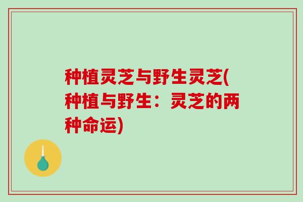 种植灵芝与野生灵芝(种植与野生：灵芝的两种命运)