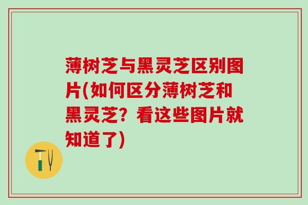 薄树芝与黑灵芝区别图片(如何区分薄树芝和黑灵芝？看这些图片就知道了)