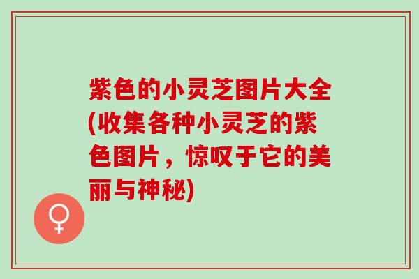 紫色的小灵芝图片大全(收集各种小灵芝的紫色图片,惊叹于它的美丽与神秘) 紫色的小灵芝图片大全(收集各种小灵芝的紫色图片,惊叹于它的美丽与神秘)