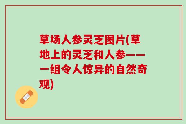 草场人参灵芝图片(草地上的灵芝和人参——一组令人惊异的自然奇观) 草场人参灵芝图片(草地上的灵芝和人参——一组令人惊异的自然奇观)
