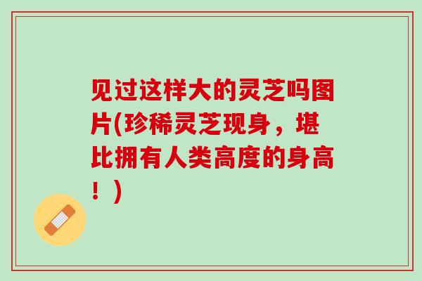 见过这样大的灵芝吗图片(珍稀灵芝现身，堪比拥有人类高度的身高！)