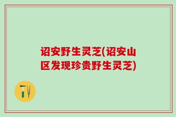 诏安野生灵芝(诏安山区发现珍贵野生灵芝)