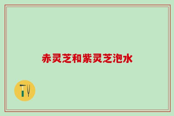 赤灵芝和紫灵芝泡水 赤灵芝和紫灵芝泡水