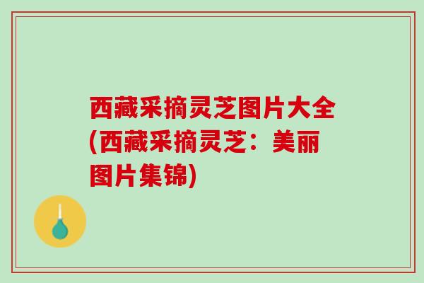 西藏采摘灵芝图片大全(西藏采摘灵芝：美丽图片集锦)