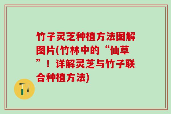 竹子灵芝种植方法图解图片(竹林中的“仙草”！详解灵芝与竹子联合种植方法)