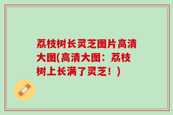 荔枝树长灵芝图片高清大图(高清大图:荔枝树上长满了灵芝!) 荔枝树长灵芝图片高清大图(高清大图:荔枝树上长满了灵芝!)