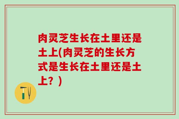 肉灵芝生长在土里还是土上(肉灵芝的生长方式是生长在土里还是土上？)