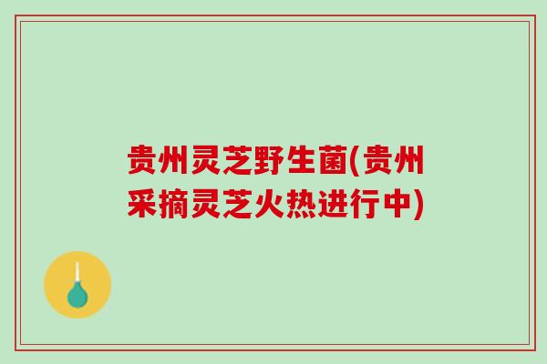 贵州灵芝野生菌(贵州采摘灵芝火热进行中) 贵州灵芝野生菌(贵州采摘灵芝火热进行中)