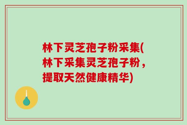林下灵芝孢子粉采集(林下采集灵芝孢子粉，提取天然健康精华)