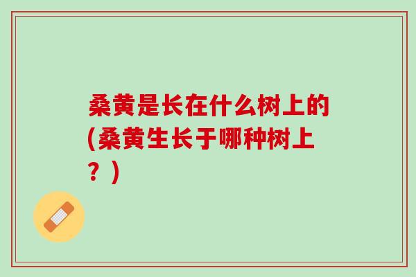桑黄是长在什么树上的(桑黄生长于哪种树上？)