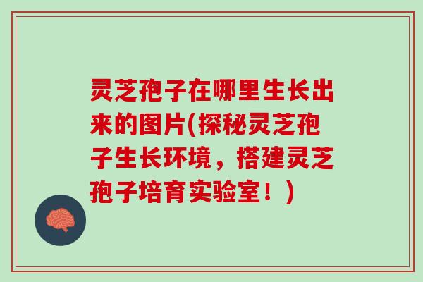 灵芝孢子在哪里生长出来的图片(探秘灵芝孢子生长环境，搭建灵芝孢子培育实验室！)