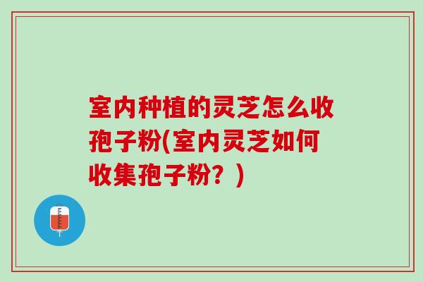 室内种植的灵芝怎么收孢子粉(室内灵芝如何收集孢子粉?) 室内种植的灵芝怎么收孢子粉(室内灵芝如何收集孢子粉?)