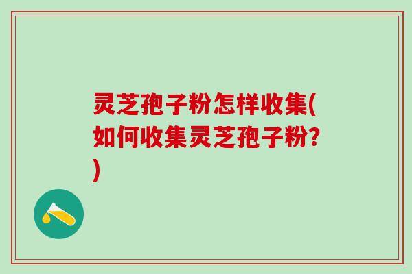 灵芝孢子粉怎样收集(如何收集灵芝孢子粉?) 灵芝孢子粉怎样收集(如何收集灵芝孢子粉?)