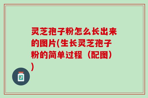 灵芝孢子粉怎么长出来的图片(生长灵芝孢子粉的简单过程(配图)) 灵芝孢子粉怎么长出来的图片(生长灵芝孢子粉的简单过程(配图))