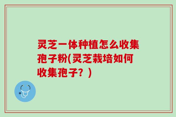 灵芝一体种植怎么收集孢子粉(灵芝栽培如何收集孢子？)