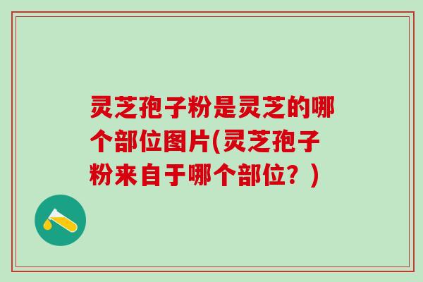 灵芝孢子粉是灵芝的哪个部位图片(灵芝孢子粉来自于哪个部位？)