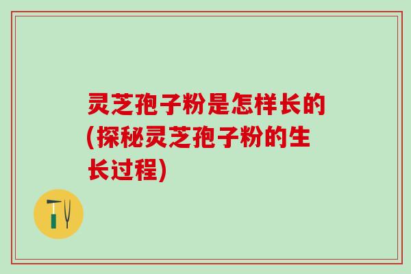 灵芝孢子粉是怎样长的(探秘灵芝孢子粉的生长过程)