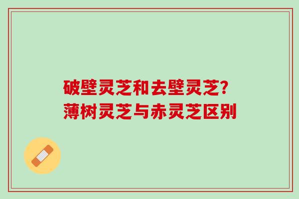 破壁灵芝和去壁灵芝？薄树灵芝与赤灵芝区别
