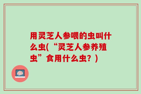 用灵芝人参喂的虫叫什么虫(“灵芝人参养殖虫”食用什么虫?) 用灵芝人参喂的虫叫什么虫(“灵芝人参养殖虫”食用什么虫?)