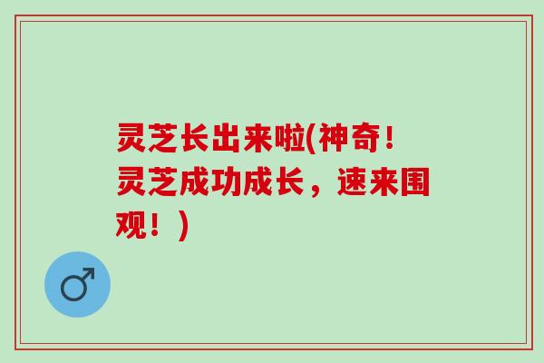 灵芝长出来啦(神奇！灵芝成功成长，速来围观！)