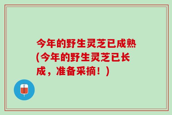 今年的野生灵芝已成熟(今年的野生灵芝已长成，准备采摘！)