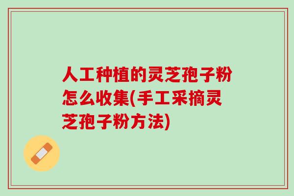 人工种植的灵芝孢子粉怎么收集(手工采摘灵芝孢子粉方法)