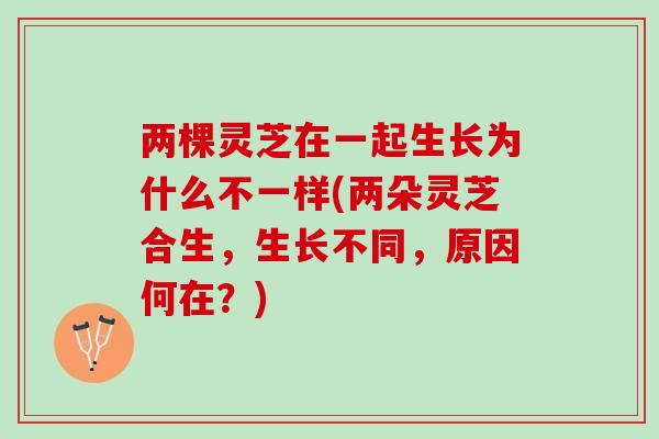 两棵灵芝在一起生长为什么不一样(两朵灵芝合生，生长不同，原因何在？)