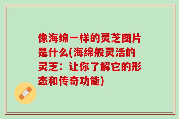 像海绵一样的灵芝图片是什么(海绵般灵活的灵芝：让你了解它的形态和传奇功能)