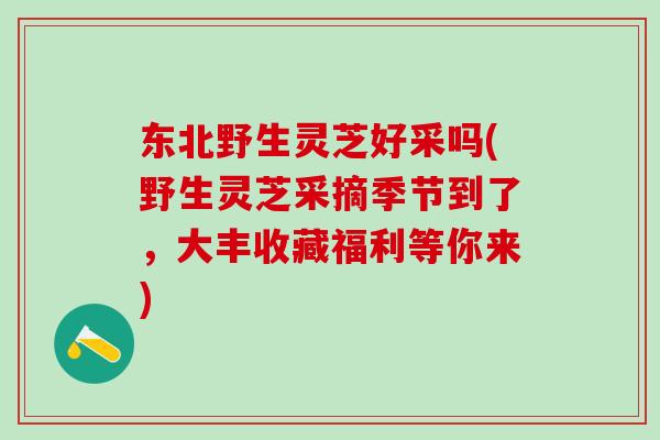 东北野生灵芝好采吗(野生灵芝采摘季节到了，大丰收藏福利等你来)