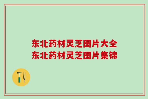 东北药材灵芝图片大全东北药材灵芝图片集锦